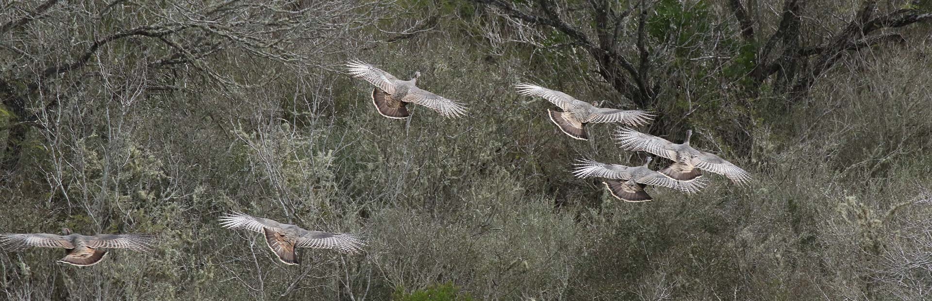 Contact Spring Creek Outdoors, LLC Contact Spring Creek Outdoors, LLC